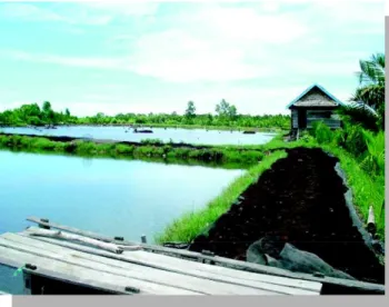 Gambar 2. Kondisi  umum  tambak  tanah  sulfat  masam untuk  budidaya  rumput  laut  (Gracilaria verrucosa) di Kabupaten Luwu Utara, Provinsi Sulawesi Selatan