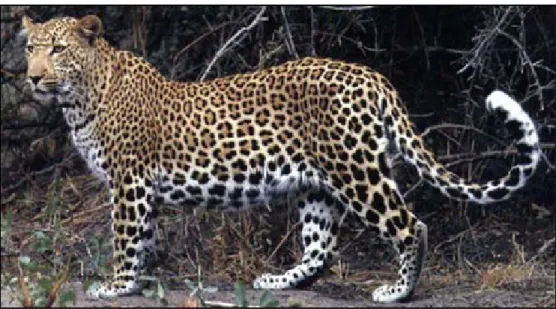 Gambar 1.  Penampilan visual macan tutul  