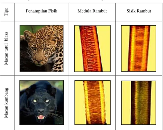 Tabel 2. Penampilan fisik, medula dan sisik macan tutul jawa 