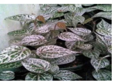 Gambar 4. Daun sirih merah (Anonim b , 2014)  a.  Klasifikasi tumbuhan 