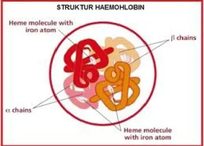 Gambar 1: struktur hemoglobin