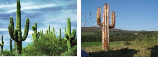 Gambar III.26 Refrensi tanaman kaktus 