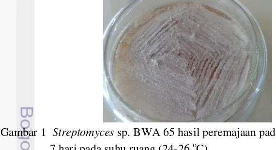 Gambar 1  Streptomyces sp. BWA 65 hasil peremajaan pada media YSA selama 