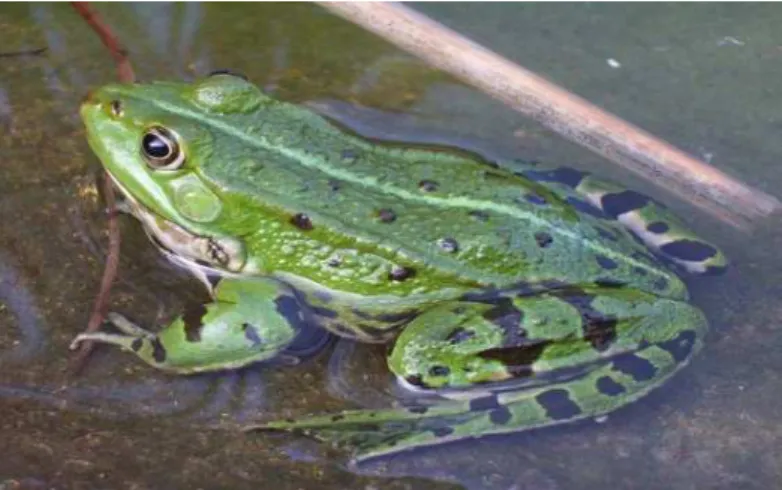 Gambar 2.4. Katak  (Sumber : 