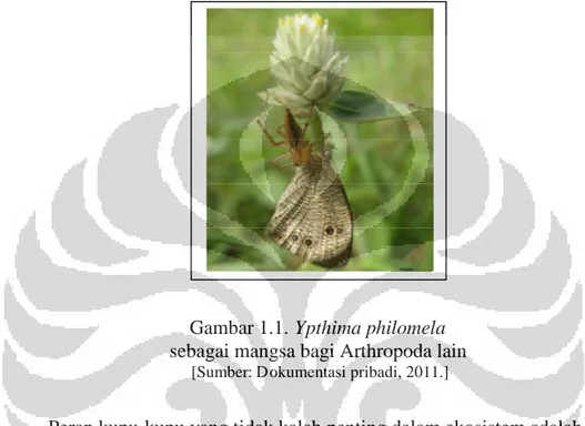 Gambar 1.1. Ypthima philomela sebagai mangsa bagi Arthropoda lain