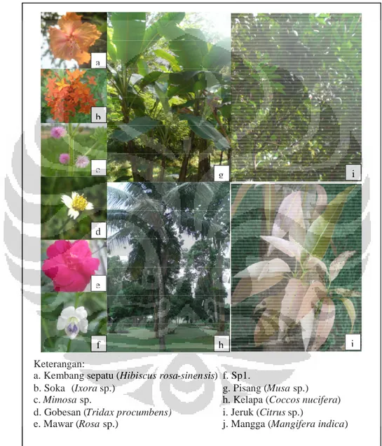 Gambar 1.2. Beberapa tanaman yang mendukung kehidupan kupu-kupu