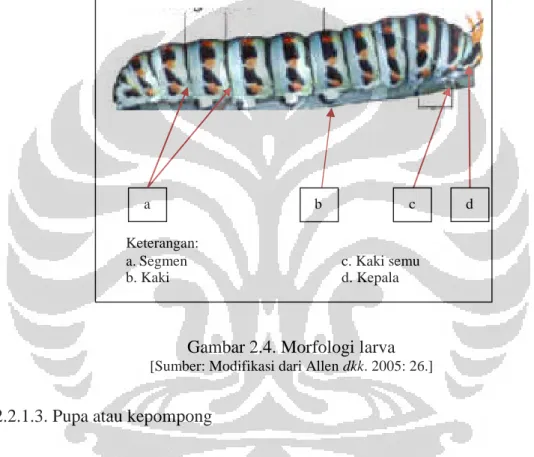 Gambar 2.4. Morfologi larva