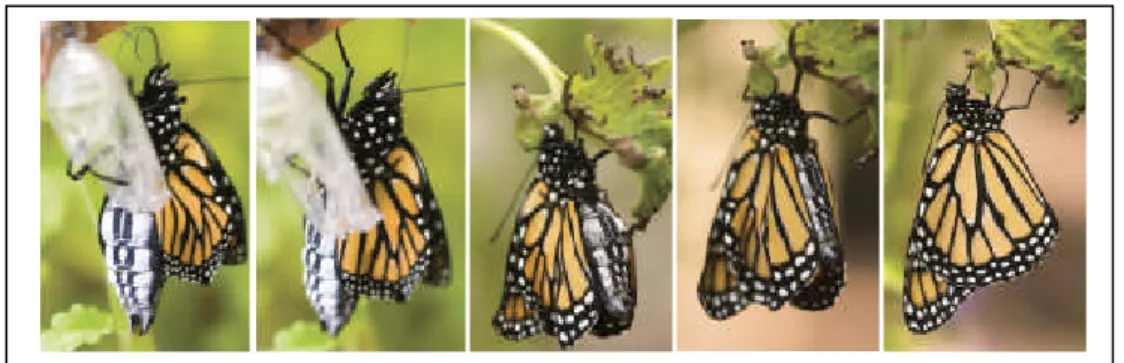 Gambar 2.6. Proses keluarnya kupu-kupu Danaus plexippus dari pupa