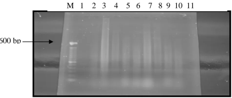 Gambar 1. Hasil First-round  PCR  untuk melacak DNA khas Coxiela burnetii  pada   beberapa sampel organ asal sapi, domba dan kambing.