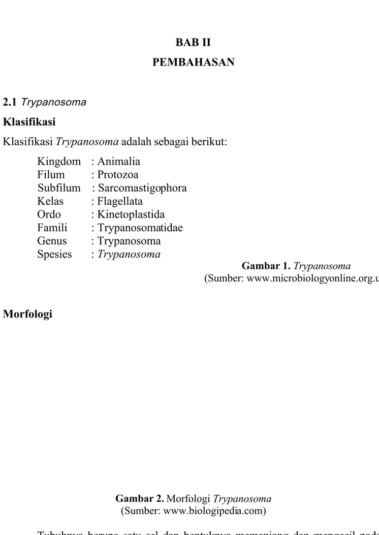 Gambar 2.  Morfologi Trypanosoma