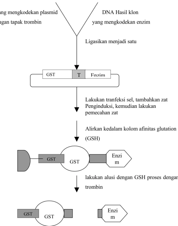 Gambar   :  Penggunaan   protein   –fusi   glutation  S-tranferae   (GST)   untuk   pemurnian  enzim rekombinan 16GSTT EnzimGST EnziGSTmEnzimGSTGST