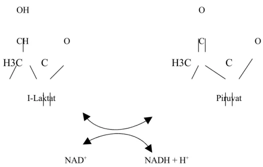Gambar : NAD +   bekerja sebagai kosubstrat dalam reaksi laktat hidrogenase.