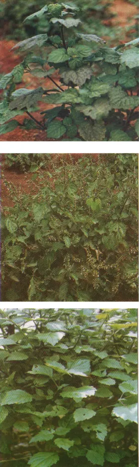 Gambar 1  Tiga jenis tanaman nilam (Sudaryani dan Sugiharti 2005). 