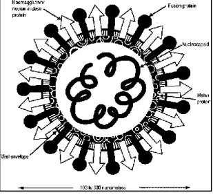 Gambar 1  Skematis virus ND.  (FAO 2004 ) 