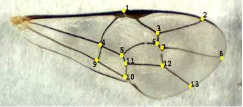 Gambar 3  Landmark titik pada venasi sayap depan parasitoid E. argentopilosus 