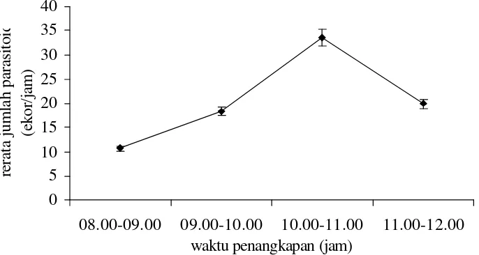Gambar 4  Jumlah Parasitoid Eriborus argenteopilosus yang tertangkap  di daerah Lembang dan Cibodas 