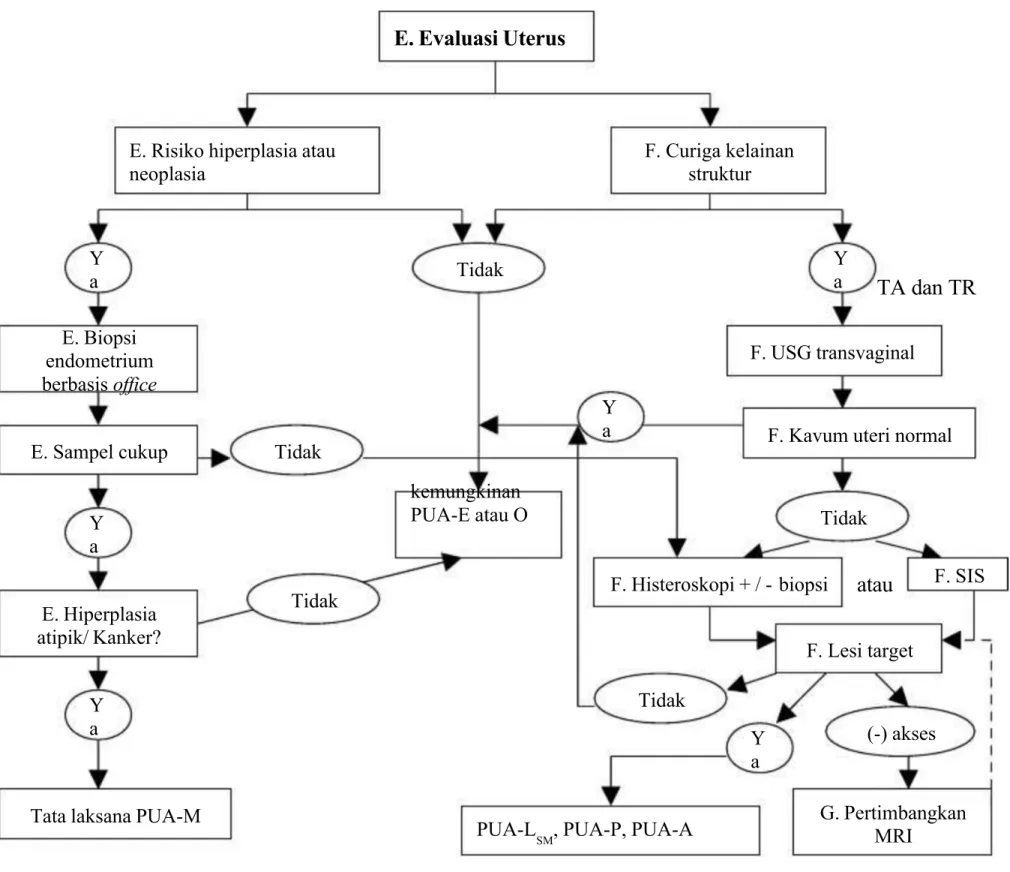 Gambar 3. Evaluasi Uterus.
