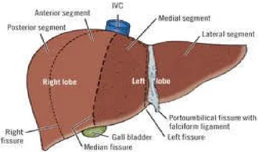 Gambar 2.1 Anatomi hepar