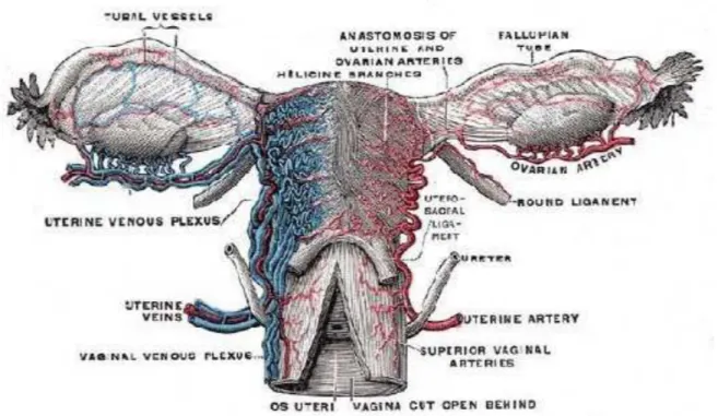 Gambar 2 : Vaskularisasi Uterus 7