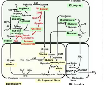 Gambar 5 Peran enzim GCL pada kloroplas    (Kebeish et al. 2007). 