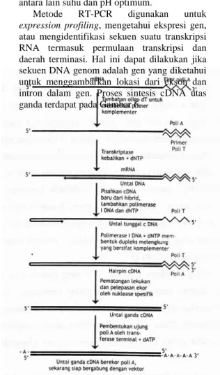 Gambar 6 Sintesis cDNA dari  poli(A) mRNA   dengan RT-PCR.    