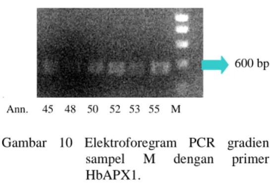 Gambar  10  Elektroforegram  PCR  gradien  sampel  M  dengan  primer  HbAPX1. 