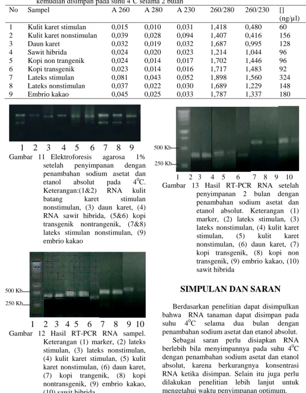 Tabel 4 Hasil pengukuran konsentrasi RNA yang ditambah sodium asetat dan etanol absolut kemudian disimpan pada suhu 4 0 C selama 2 bulan