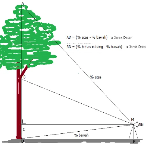 Ilustrasi pengukuran tinggi pohon dapat dilihat pada Gambar berikut.  