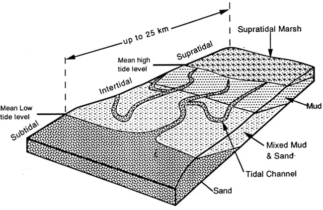 Gambar VII. 32 Pembagian serta hubungan antara zona-zona pada  lingkungan tidal flat (Boggs, 1995)