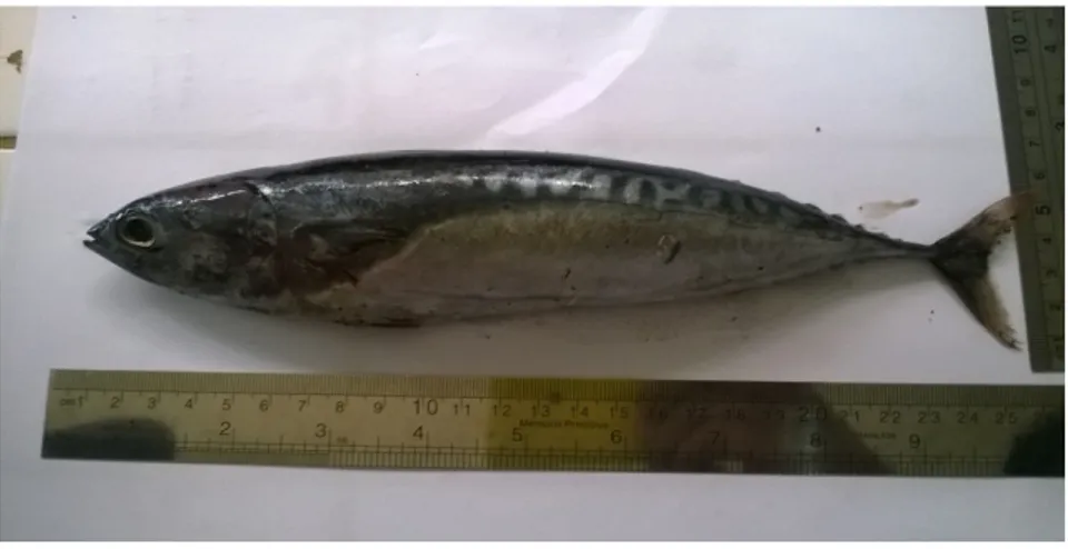 Gambar 3. Dokumentasi Ikan Cakalang (K. pelamis) (Sumber : Dok. Pribadi, 2015)
