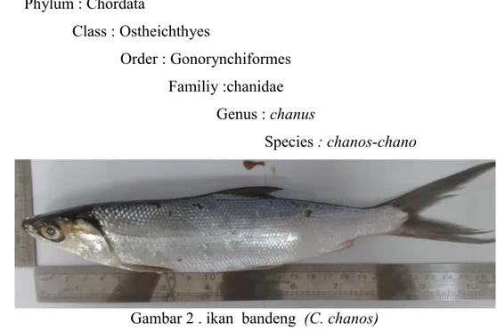 Gambar 2 . ikan  bandeng  (C. chanos) (Sumber : dok. Pribadi,2015) B. Morfologi dan Anatomi