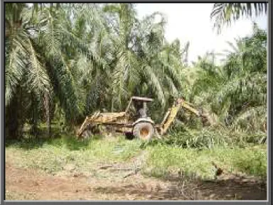 Gambar Sekitar Ladang MJ Fatonah Enterprise 