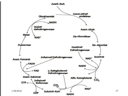 Gambar 2.6 Proses Glukoneogenesis 