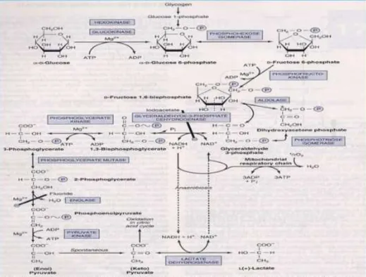 Gambar 2.3 Proses Glikolisis 