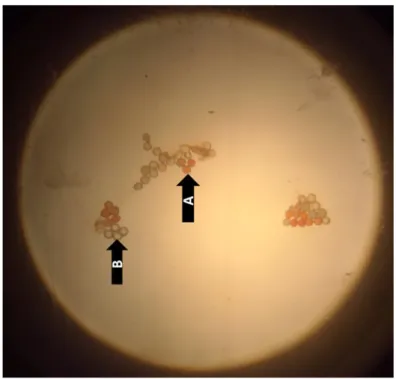 Gambar 1. Hasil Uji Viabilitas Polen menggunakan tetrazolium pada aksesi pisang Rutilifes  Wild 2x yang  diambil  satu  bidang  pandang  secara  acak  pada  mikroskop  perbesaran  4x10