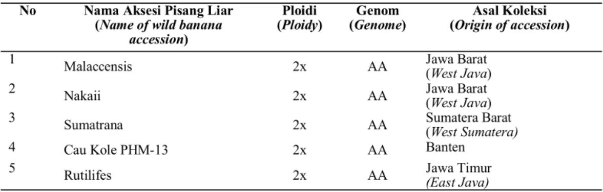 Tabel  1.  Ploidi,  genom,  dan  asal  aksesi  pisang  liar  yang  digunakan  dalam  penelitian  ini  (Ploidy,   genome, and origin of wild banana accessions used in this study) 