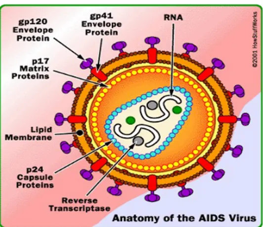 Gambar 1. Morfologi Virus HIV Patogenesis