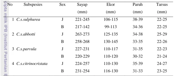 Tabel 1  Perbedaan  ukuran  antara  keempat  anak  jenis  burung  kakatua-kecil  jambul kuning 