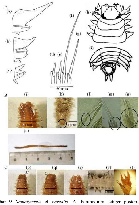 Gambar 9 Namalycastis  cf  borealis. A. Parapodium setiger posterior (a),  parapodium setiger 10 (b), parapodium setiger 3 (c); heterogomph  falciger (d), (e); homogomph spiniger (f), heterogomph spiniger (g); 