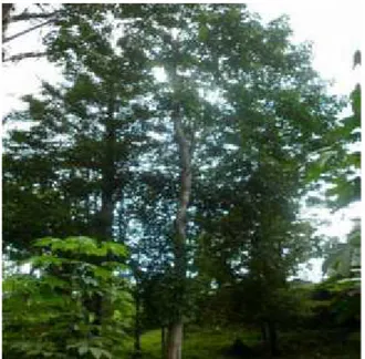 Gambar 1.Pohon Pangi (Pangium edule Reinw.)
