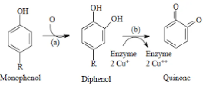 Gambar 3. Reaksi enzimatis dari PPO (Quieroz et al., 2008). 