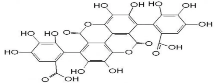 Gambar 4. Struktur kimia tanin (Harborne, 1987). 