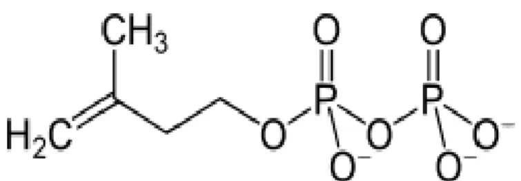 Gambar 8. Struktur kimia glikosida (Robinson, 1995). 