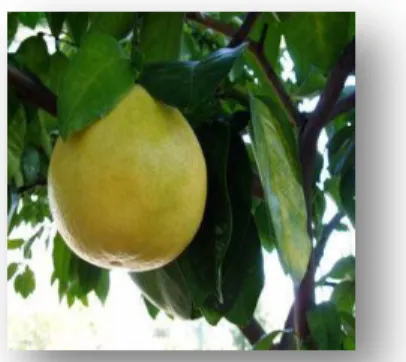 Gambar 11. Buah Grapefruit (Citrus paradisi Macf) (Georgia, 2007). 