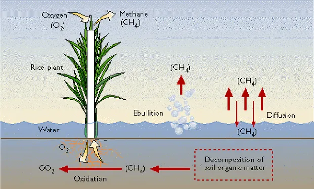 Gambar 1. Skema produksi dan emisi metana dari padi sawah  ( http://silver.emerson.u98.k12.me.us diakses tanggal 8 Februari 2012)