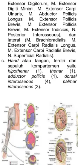 Gambar  1.  Anatomi  Kompartemen  arm,  forearm, hand, thigh, leg 