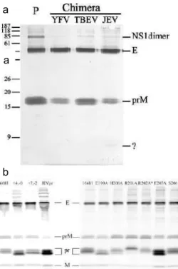 Gambar 3. Hasil immunoblotting virus  chimera JEV pr/ 16681 DENV-2 ketika  dibandingkan dengan (a) virus wildtype  16681 DENV-2 dan chimera YFV pr/ 