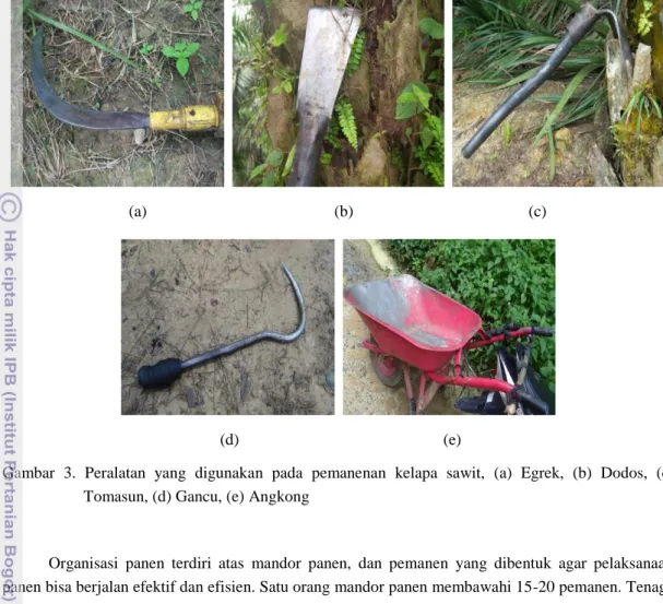 Gambar  3.  Peralatan  yang  digunakan  pada  pemanenan  kelapa  sawit,  (a)  Egrek,  (b)  Dodos,  (c)  Tomasun, (d) Gancu, (e) Angkong  