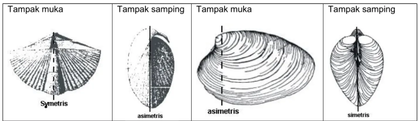 Gambar Brachiopoda (kiri) dan Pelecypoda (kanan)
