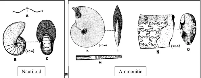 Gambar cangkang Nautilod dengan Ammonitic :